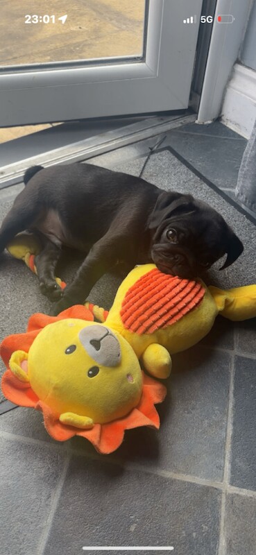 Adorable Male pug puppy £699