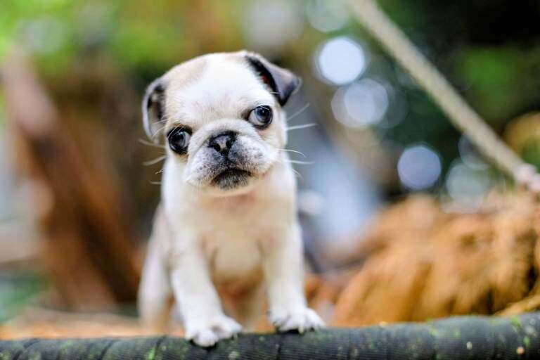 Pug Puppies For Sale