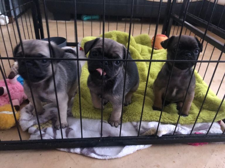 Pug puppies for sale in Hastings, East Sussex – 6 weeks old