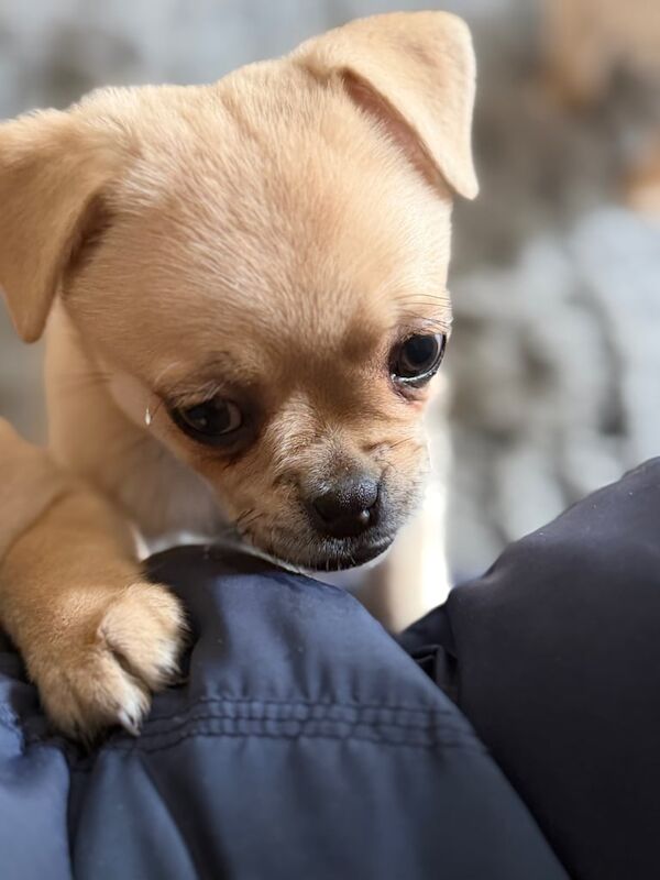 Pug Puppies For Sale