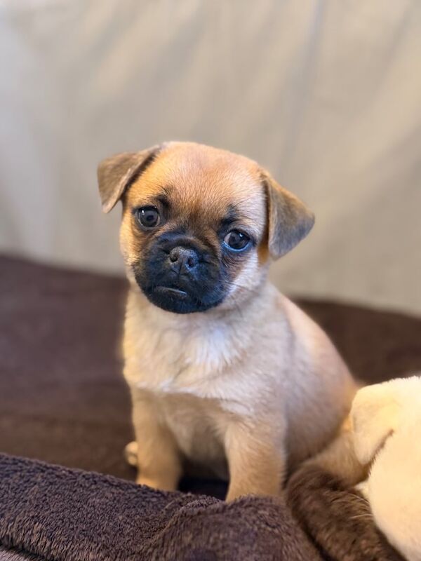 Pug puppies for sale in Peterborough, Cambridgeshire – 8 weeks old - Image 2 of 3