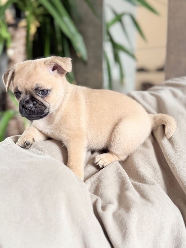 Pug puppies for sale in Peterborough, Cambridgeshire – 8 weeks old - Image 3 of 3