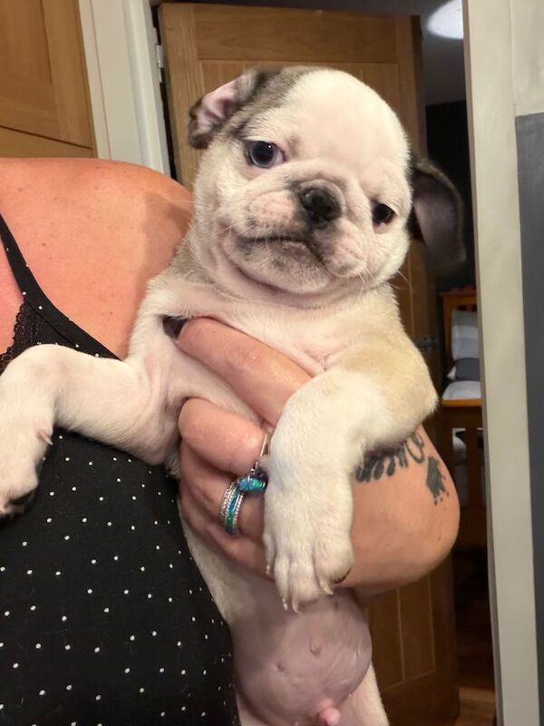 Adorable Pug Puppies Looking for Their Forever Homes - Image 2 of 3