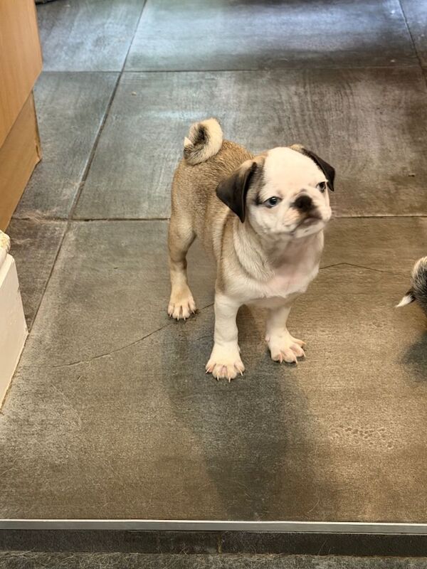 Adorable Pug Puppies Looking for Their Forever Homes - Image 3 of 3