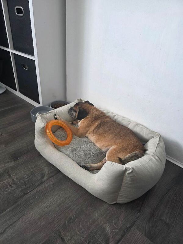 Adorable Puggle Dog Looking for a Loving New Home