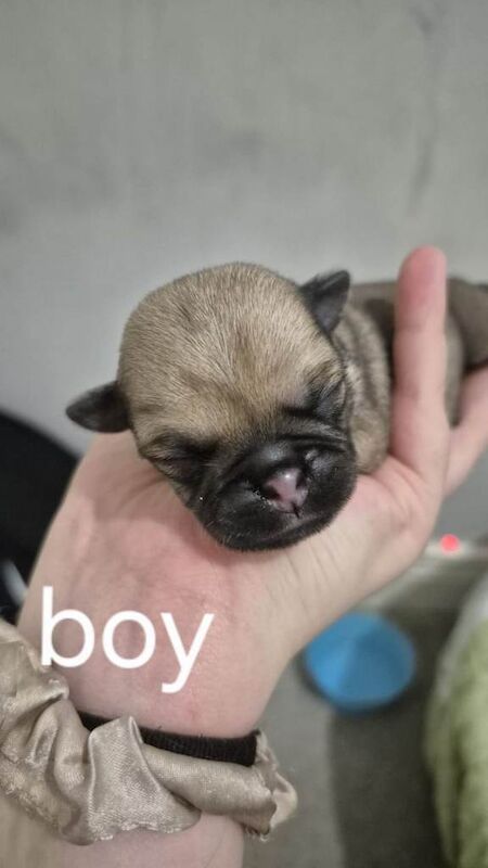 Baby pugs ready 8th December