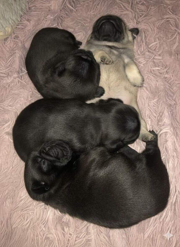 Pug puppies for sale in Banff, Banffshire – KC registered, 4 weeks old