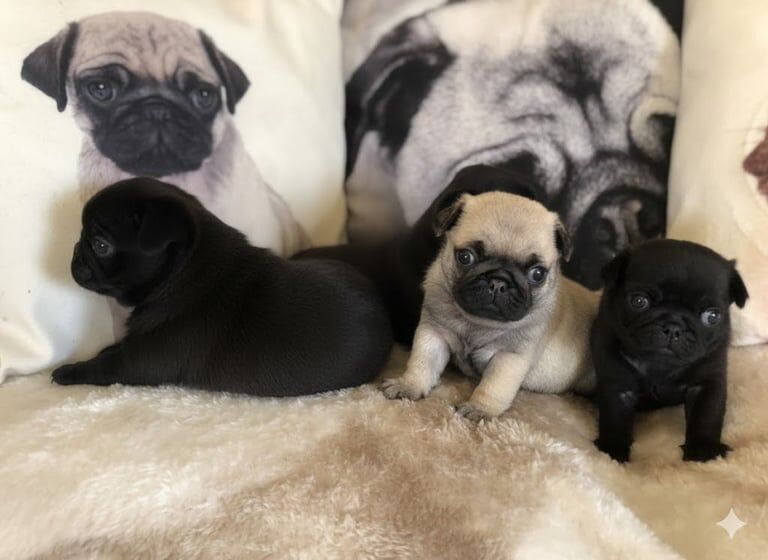 Pug puppies for sale in Banff, Banffshire – KC registered, 4 weeks old - Image 2 of 6