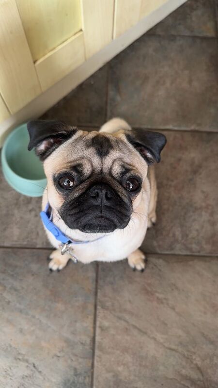 Pug puppies for sale in Frimley, Surrey – 11 months old