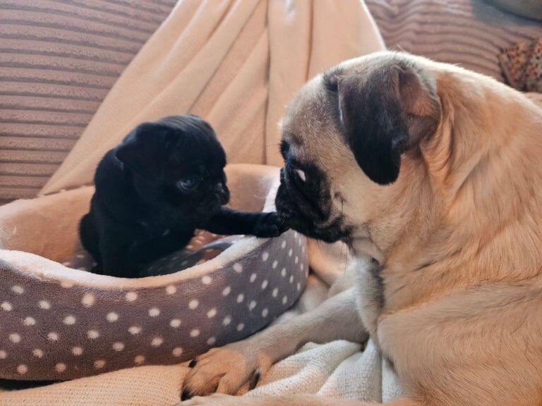 Pug puppies for sale in Kingsbury, Greater London – KC registered, 1 year old - Image 2 of 3