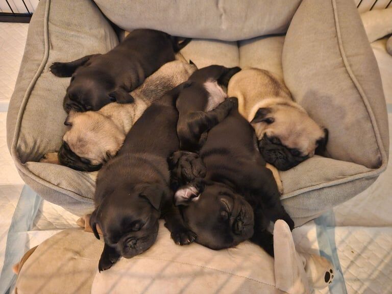 Pug puppies for sale in Kingsbury, Greater London – KC registered, 1 year old - Image 3 of 3