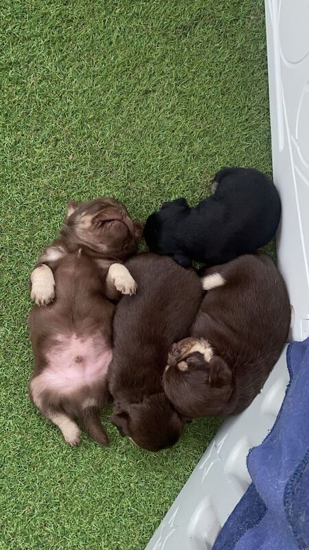 Pug puppies for sale in Armagh, County Armagh – KC registered, 8 weeks old