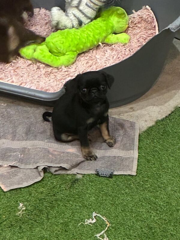 Pug puppies for sale in Armagh, County Armagh – KC registered, 8 weeks old - Image 2 of 3