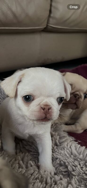 Pug puppies for sale in Manchester – 11 months old - Image 2 of 3