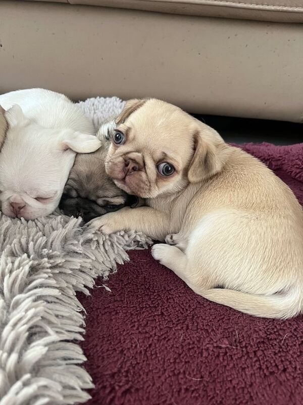 Pug puppies for sale in Manchester – 11 months old - Image 3 of 3