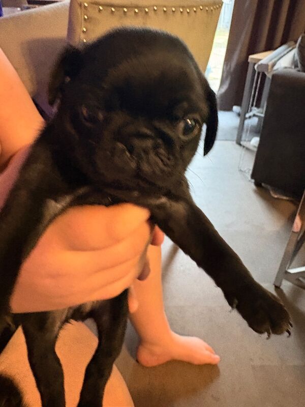 Pug puppies for sale in Dagenham, Greater London – 5 weeks old - Image 1 of 4