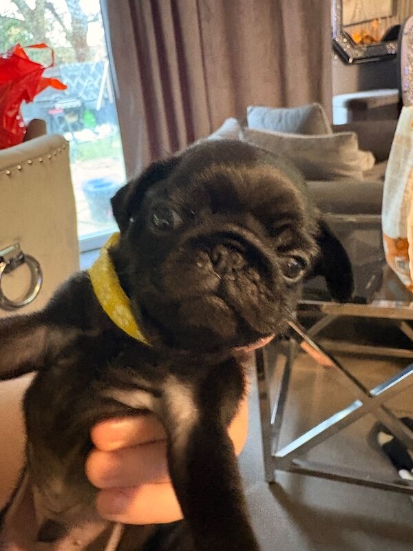 Pug puppies for sale in Dagenham, Greater London – 5 weeks old - Image 2 of 4