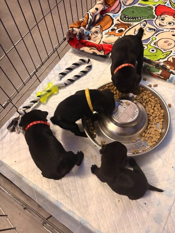 Pug puppies for sale in Dagenham, Greater London – 5 weeks old - Image 3 of 4
