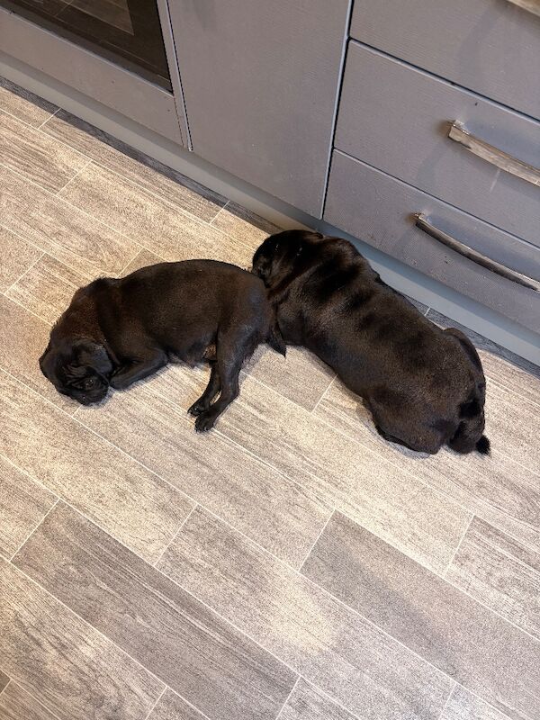 Pug puppies for sale in Dagenham, Greater London – 5 weeks old - Image 4 of 4