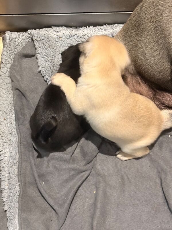 Beautiful pug puppies