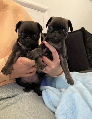 Pug puppies for sale in Greater Manchester – 7 weeks old