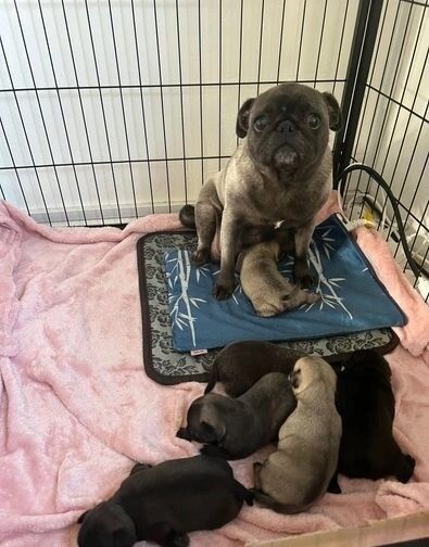 Pug puppies for sale in Greater Manchester – 7 weeks old - Image 2 of 4