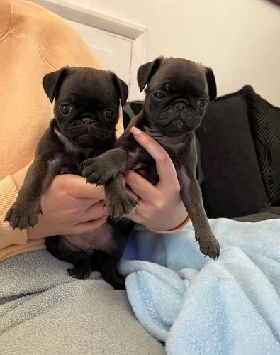 Pug puppies for sale in Greater Manchester – 7 weeks old - Image 3 of 4