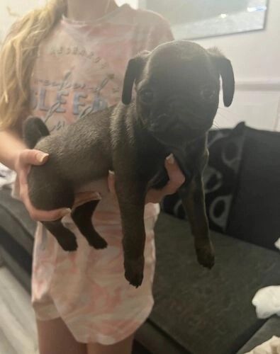 Pug puppies for sale in Greater Manchester – 7 weeks old - Image 4 of 4