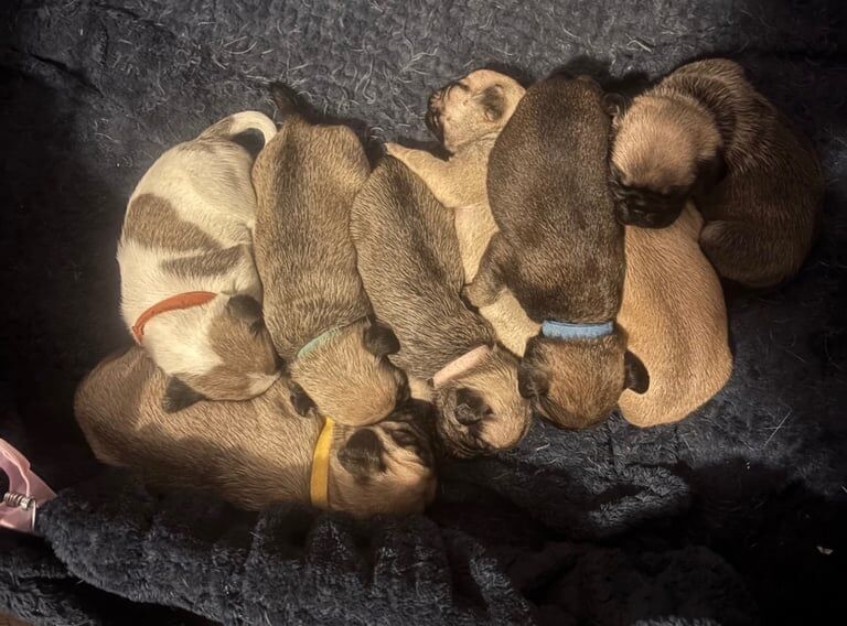 Pug puppies for sale in Forfar, Angus – 4 weeks old