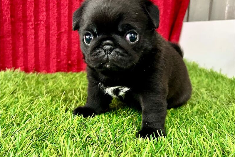 Pug puppies for sale in London, Greater London – KC registered, 4 months old - Image 1 of 5
