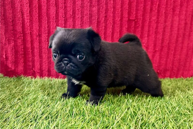 Pug puppies for sale in London, Greater London – KC registered, 4 months old - Image 2 of 5