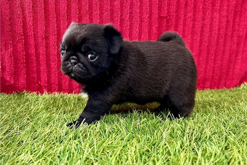 Pug puppies for sale in London, Greater London – KC registered, 4 months old - Image 3 of 5