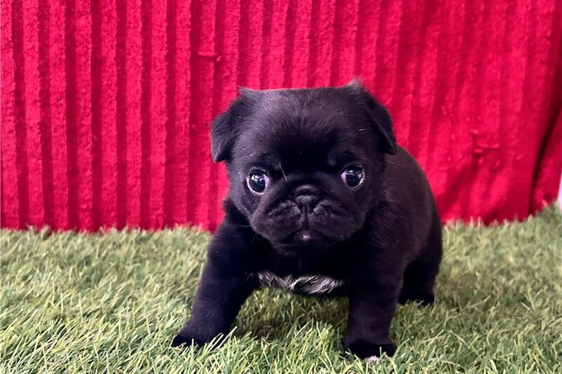 Pug puppies for sale in London, Greater London – KC registered, 4 months old - Image 4 of 5