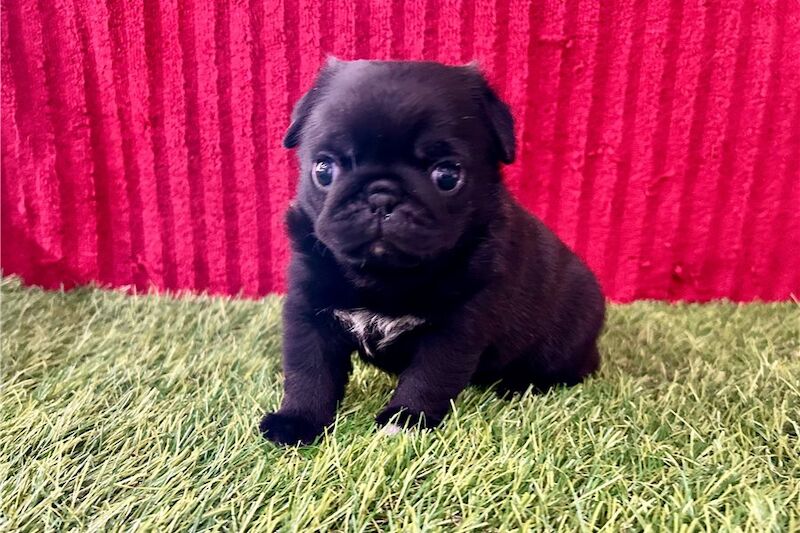 Pug puppies for sale in London, Greater London – KC registered, 4 months old - Image 5 of 5