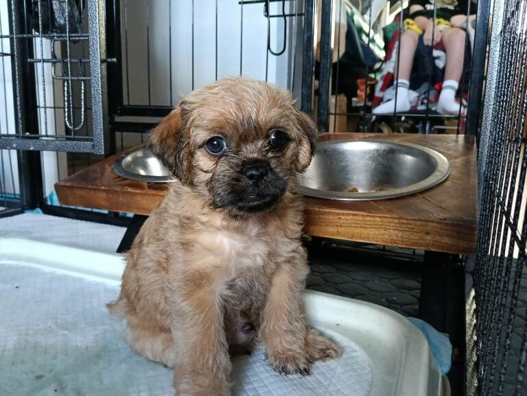 Beautiful Pugapoo Puppies – Ready 15th may