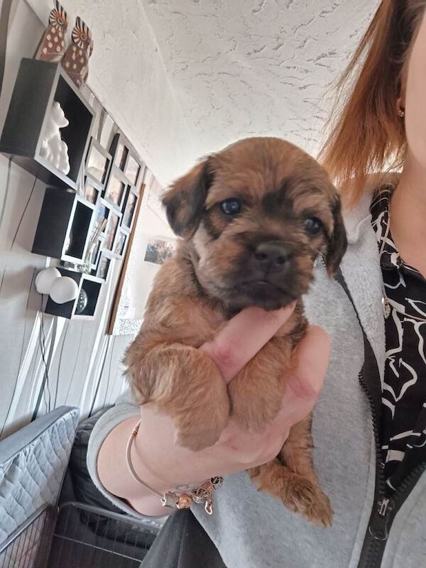 Beautiful Pugapoo Puppies – Ready 15th may - Image 2 of 3
