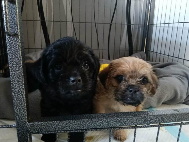 Beautiful Pugapoo Puppies – Ready 15th may - Image 3 of 3