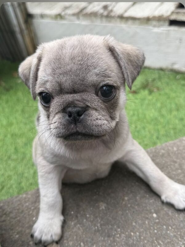 Pug puppies for sale in Launceston, Cornwall – KC registered, 9 weeks old