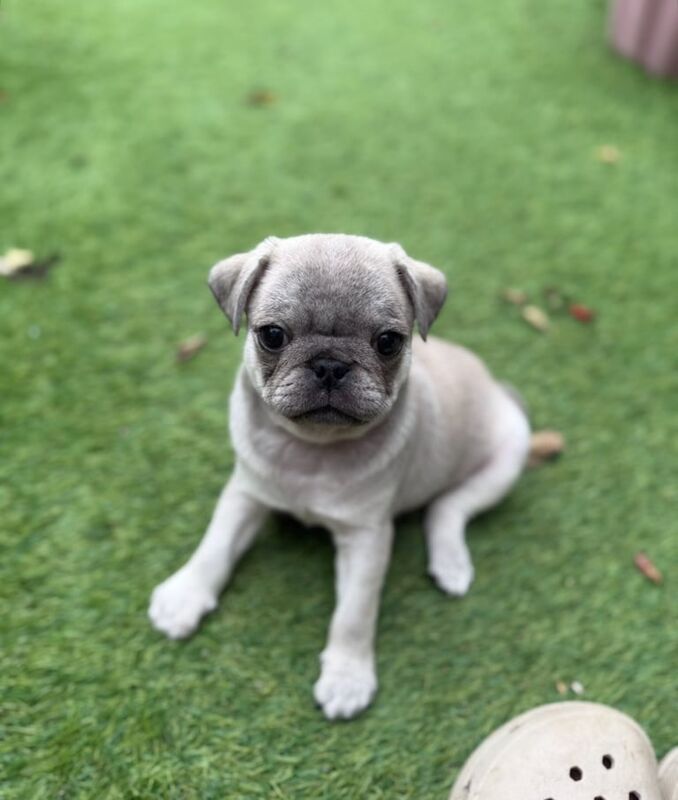 Pug puppies for sale in Launceston, Cornwall – KC registered, 11 weeks old - Image 2 of 4