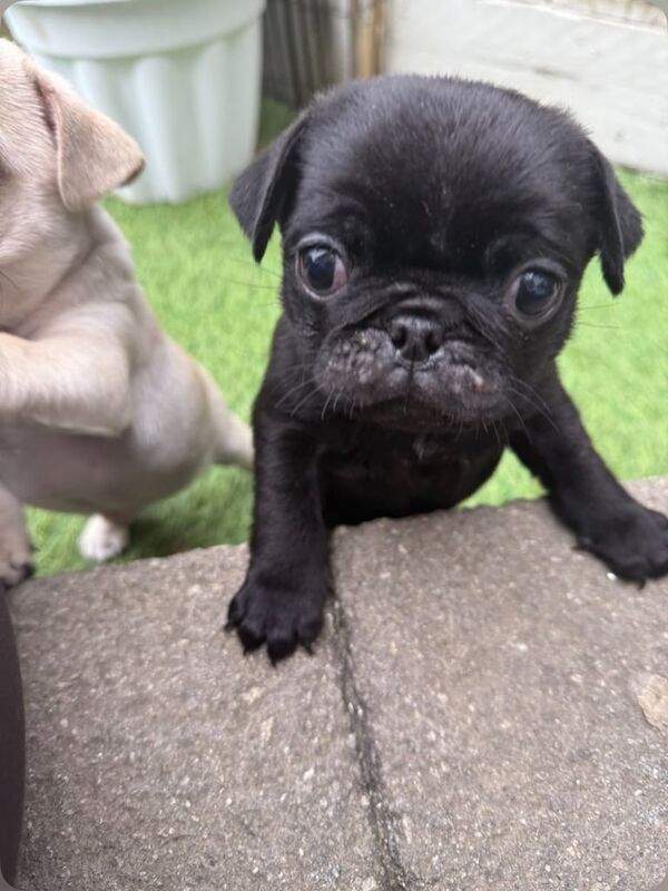 Pug puppies for sale in Launceston, Cornwall – KC registered, 11 weeks old - Image 3 of 4