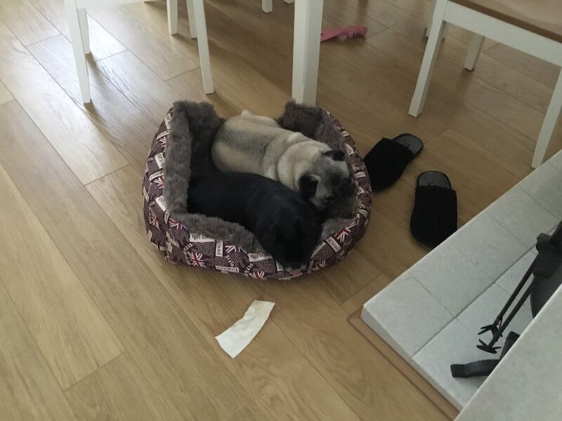 Pug puppies wanted in Greater Manchester – 5 months old - Image 2 of 3