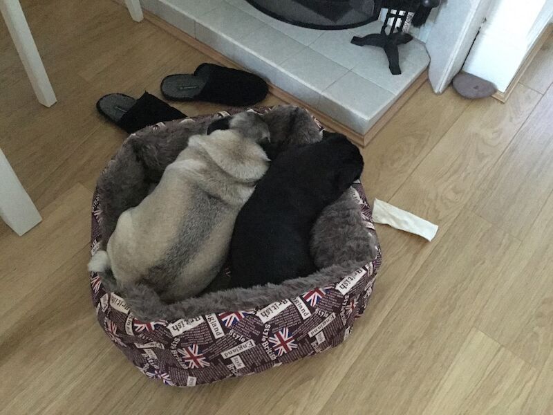 Pug puppies wanted in Greater Manchester – 5 months old - Image 3 of 3
