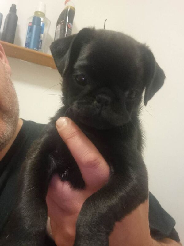 Pug puppies for sale in Bradford, West Yorkshire – 10 weeks old