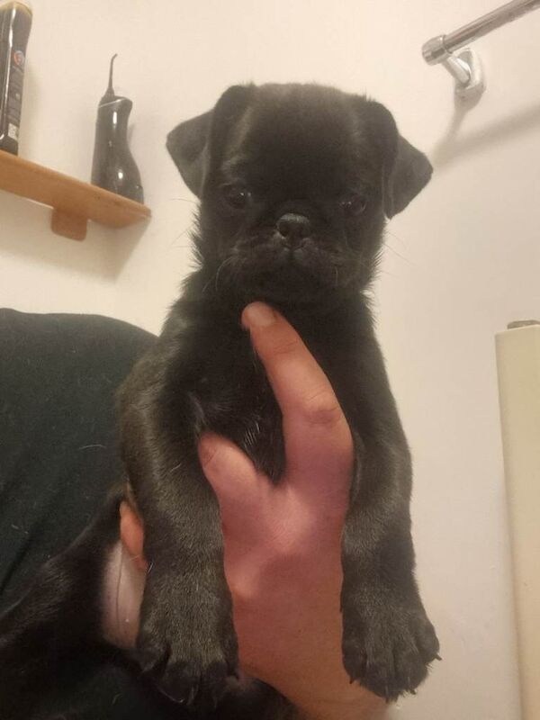 Black Female Pug Puppy – 12 Weeks Old - Image 2 of 4