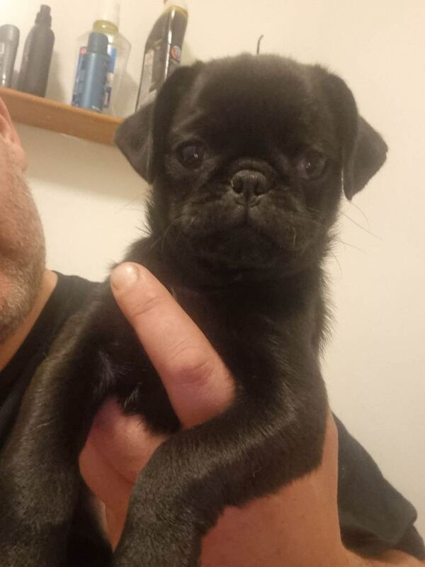 Black Female Pug Puppy – 12 Weeks Old - Image 3 of 4