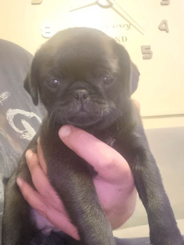Black Female Pug Puppy – 12 Weeks Old - Image 4 of 4