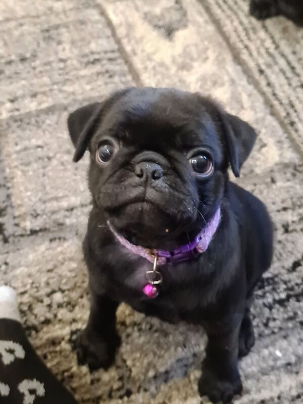 Black pug female for sale in Erdington, West Midlands