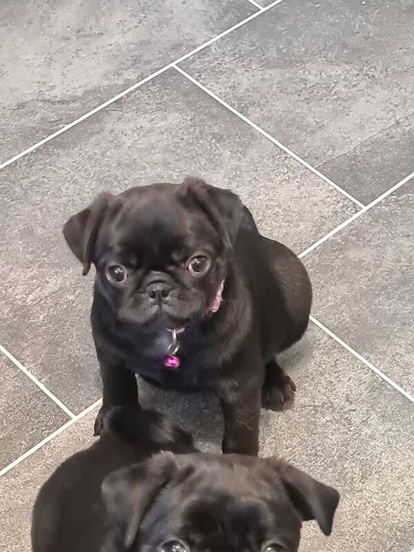 Black pug female for sale in Erdington, West Midlands - Image 2
