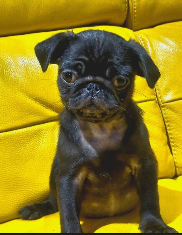 Pug Puppies For Sale