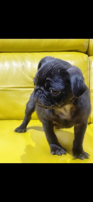 Pug puppies for sale in Downpatrick, County Down – 11 weeks old - Image 3 of 3
